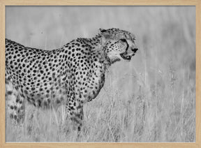 Side view of cheetah standing on field Poster