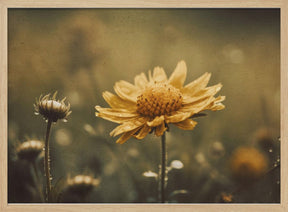 Yellow Field Flower Poster