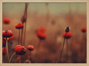 Red Flowers no 1 Poster