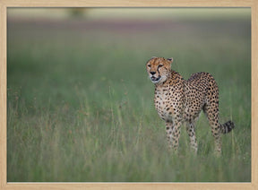 A cheetah on the hunt Poster