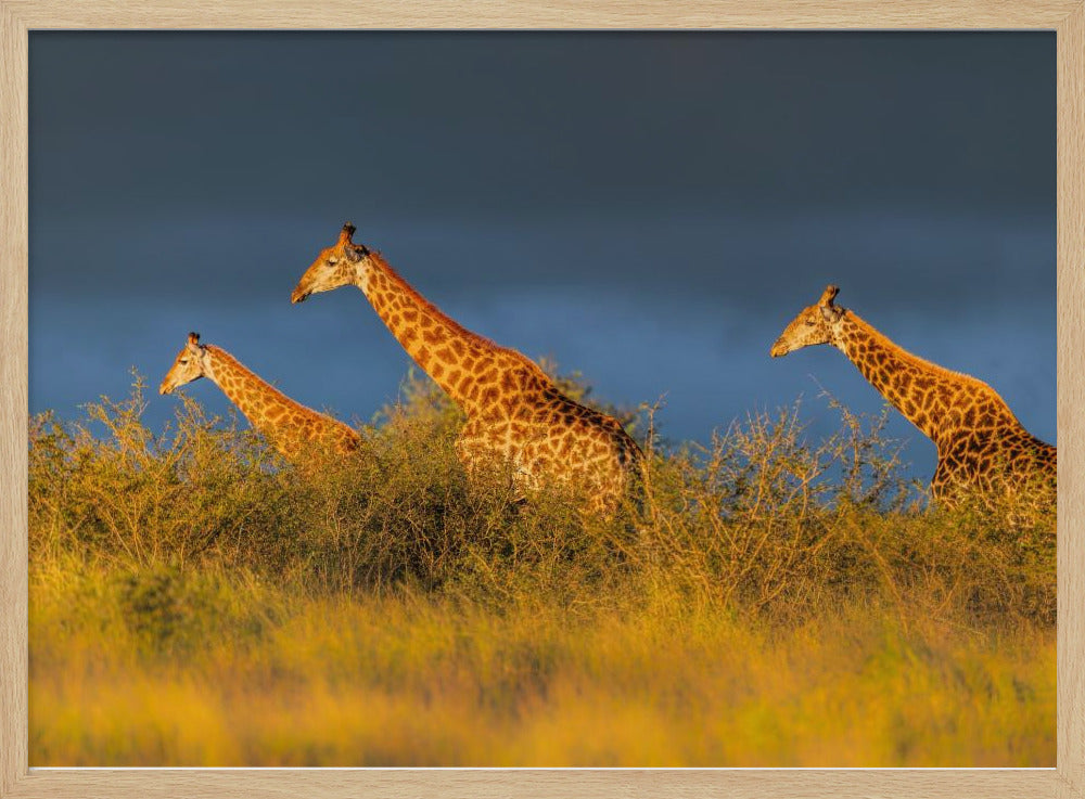 Giraffes at The Sunset Poster