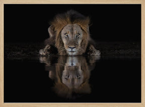 A Lion at The Night Poster