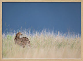 Young cheetah before some rain Poster