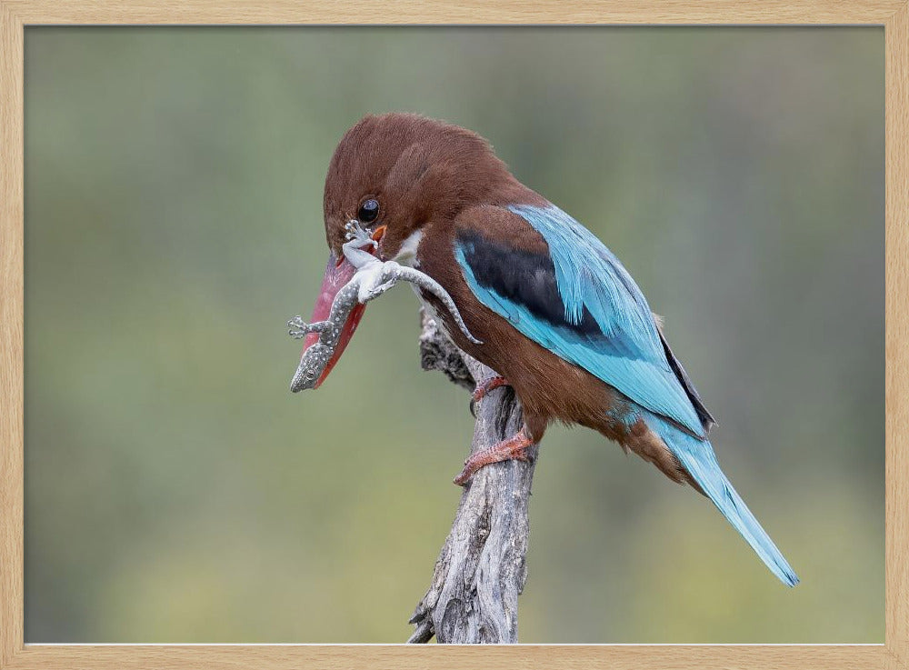 White-throated Kingfisher Poster