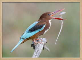 White-throated Kingfisher Poster