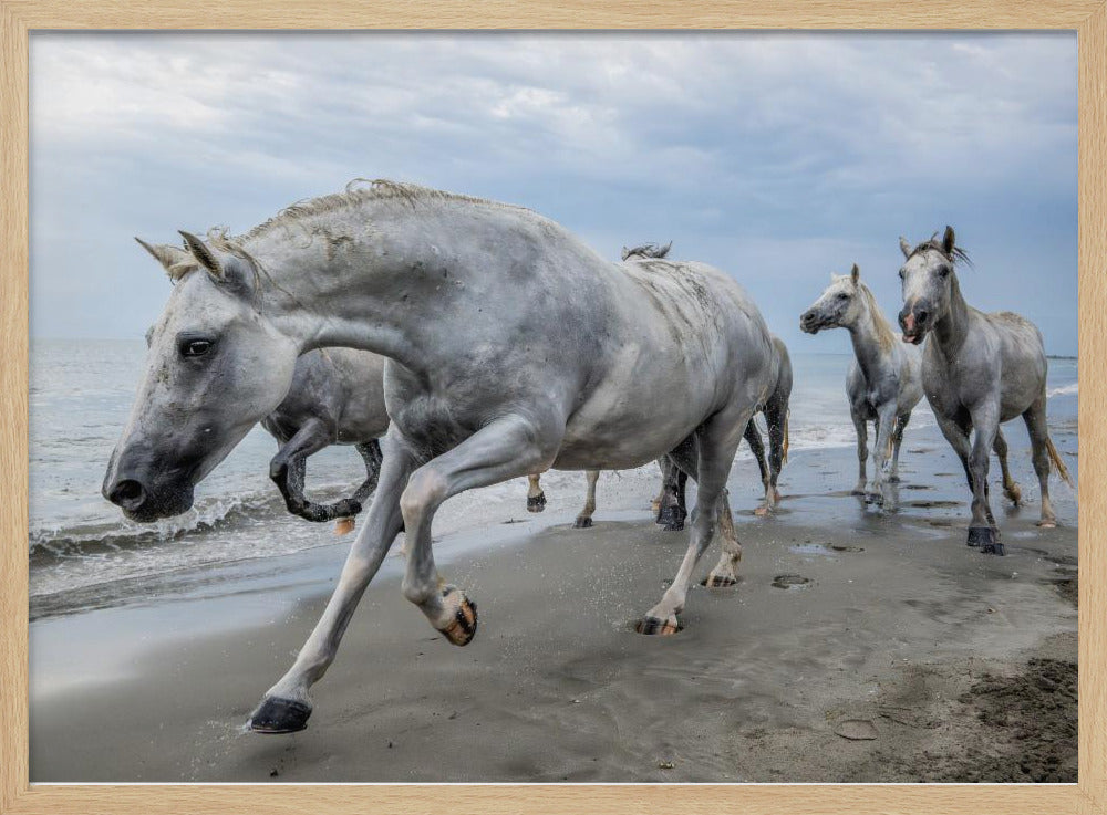 Camargue horses Poster