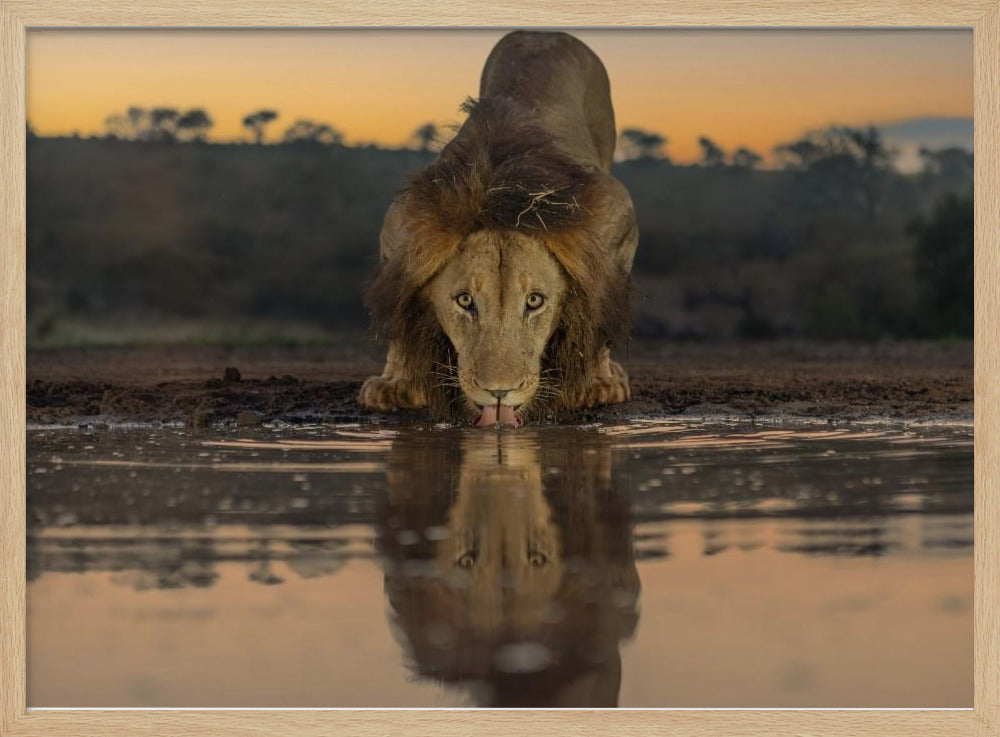 Lion Drinking at The Sunrise Poster