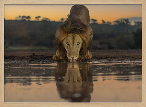 Lion Drinking at The Sunrise Poster