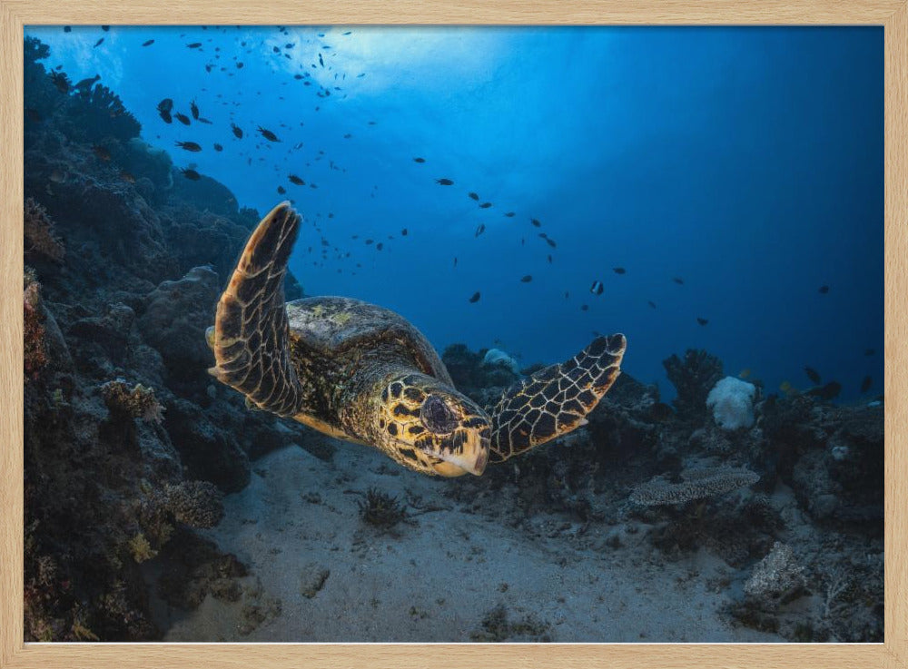 Hawksbill sea turtle Poster