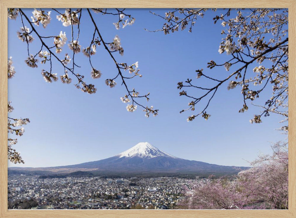 Fantastic view of Mount Fuji with cherry blossoms Poster