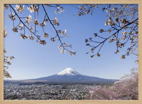 Fantastic view of Mount Fuji with cherry blossoms Poster