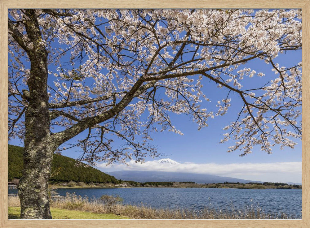 Picturesque Lake Tanuki with Mount Fuji Poster