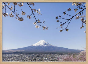 Fantastic panoramic view of Mount Fuji with cherry blossoms Poster