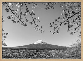 Fantastic view of Mount Fuji with cherry blossoms - monochrome Poster