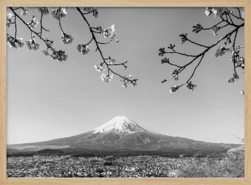 Fantastic panoramic view of Mount Fuji with cherry blossoms - monochrome Poster