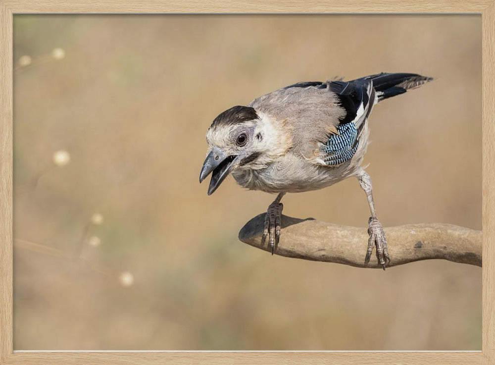 Garrulus glandarius Poster