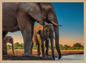 Elephant Family Poster