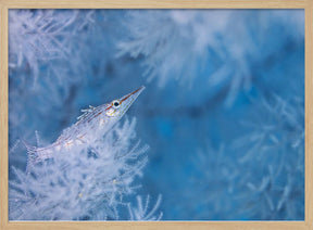 Longnose hawkfish Poster