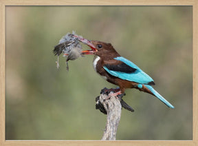 White-throated Kingfisher Poster