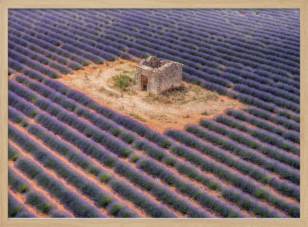 Lavender field from above Poster