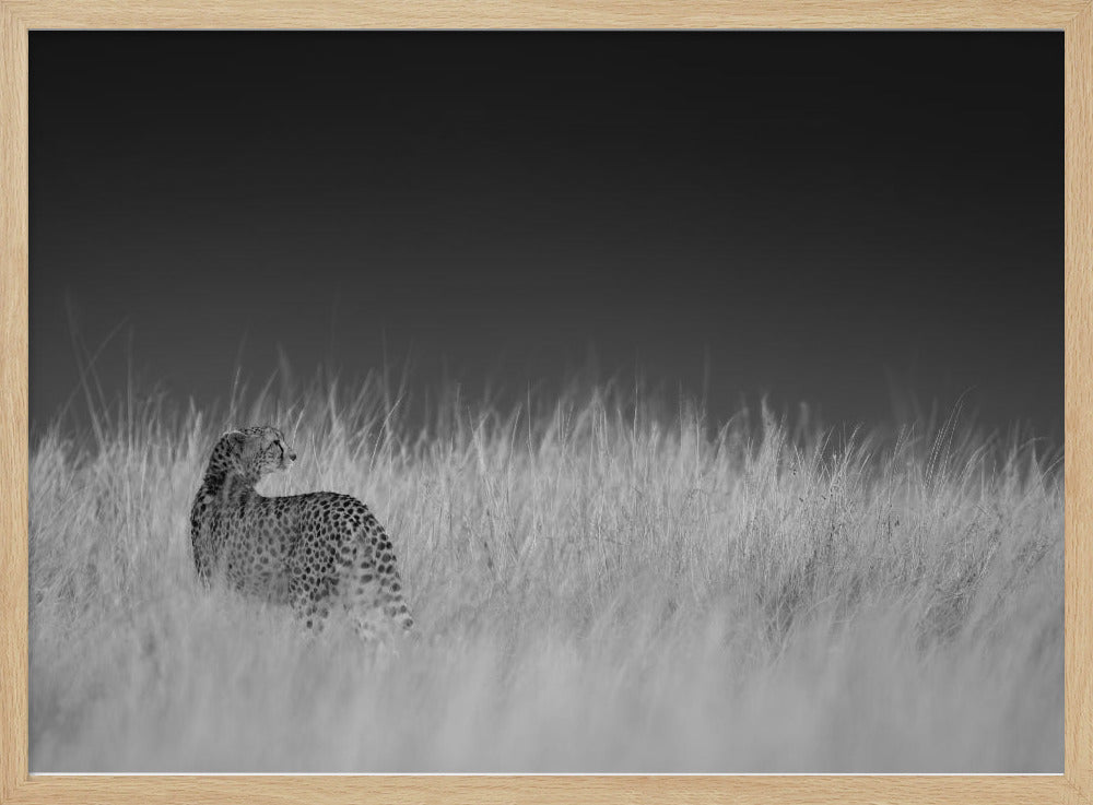 Portrait of a cheetah standing on grassy field Poster