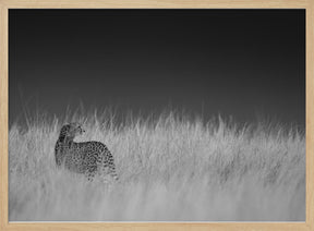 Portrait of a cheetah standing on grassy field Poster