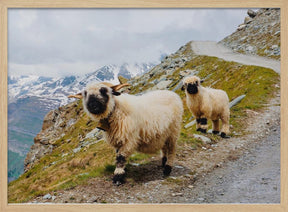 Sheep in the Swiss Alps Poster