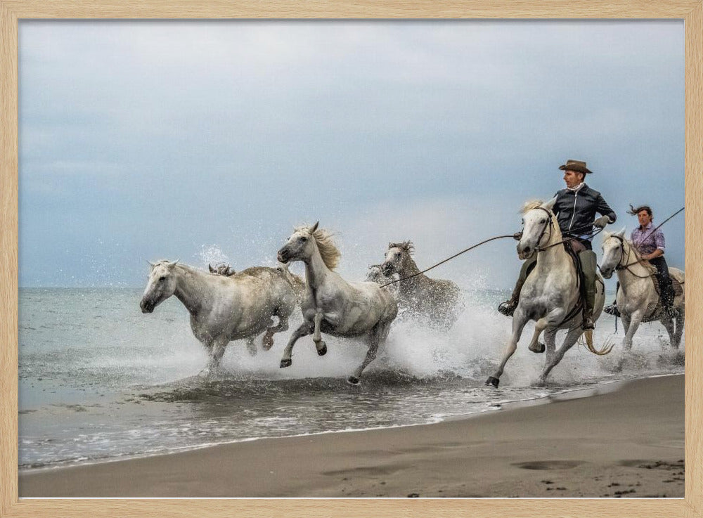 Camargue horses Poster