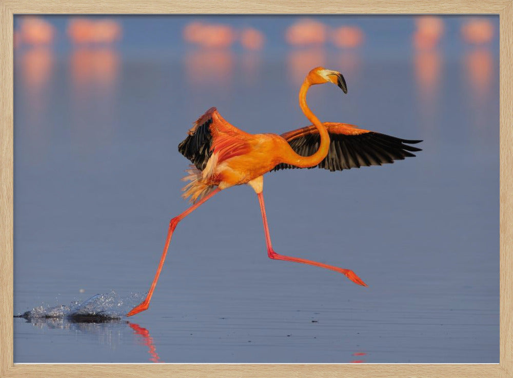 Flamingo Dancing Poster