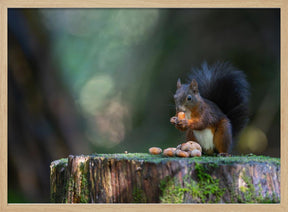 Close-up of squirrel eating food on wood Poster