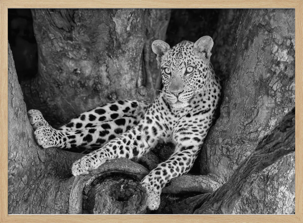 Leopard on A Tree Poster