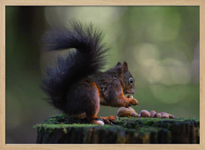 Close-up of squirrel with some nuts Poster