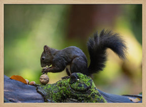 Close-up of brown squirrel eating some nuts Poster