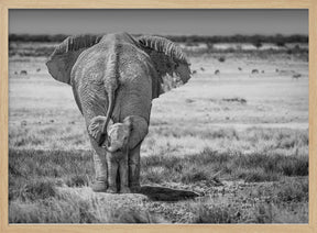 BabyElephant-BW Poster