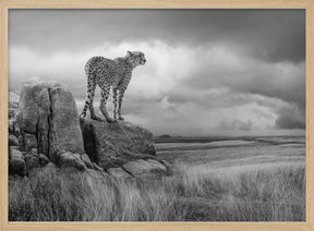 CheetahView-BW Poster