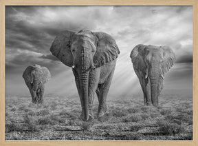 EtoshaElephants-BW Poster