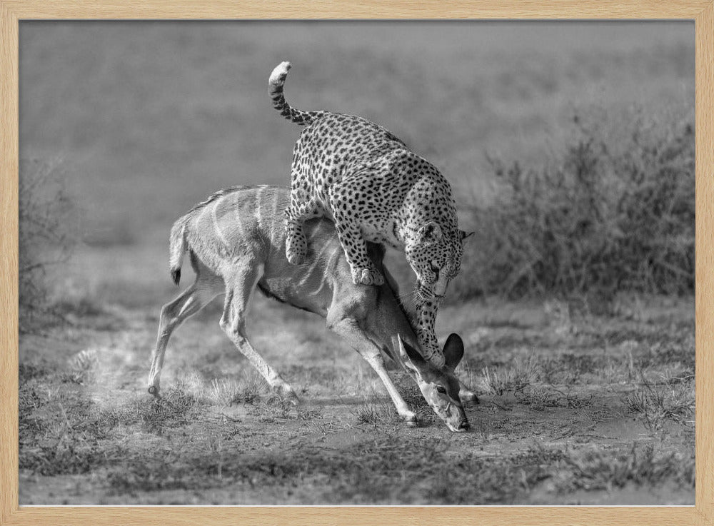 CheetahHunting-BW Poster