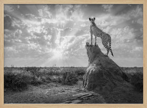 SundownCheetah-BW Poster