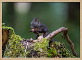 squirrel with some nuts Poster