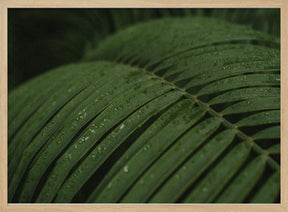 Raindrops in Palm Poster