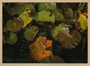 Lily Pads Poster