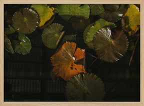 Lily Pads in Water Poster