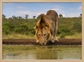 A handsome Male Lion Poster