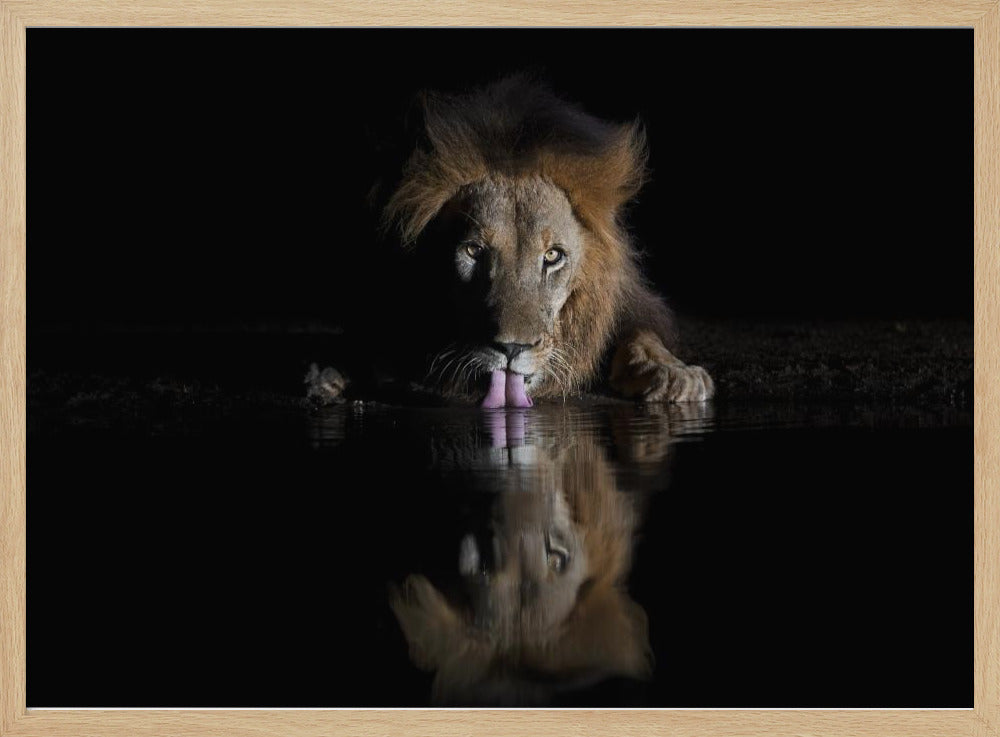 Lion Drinking Poster