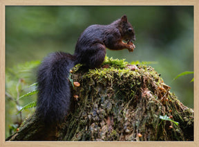 Close-up of squirrel on tree trunk Poster