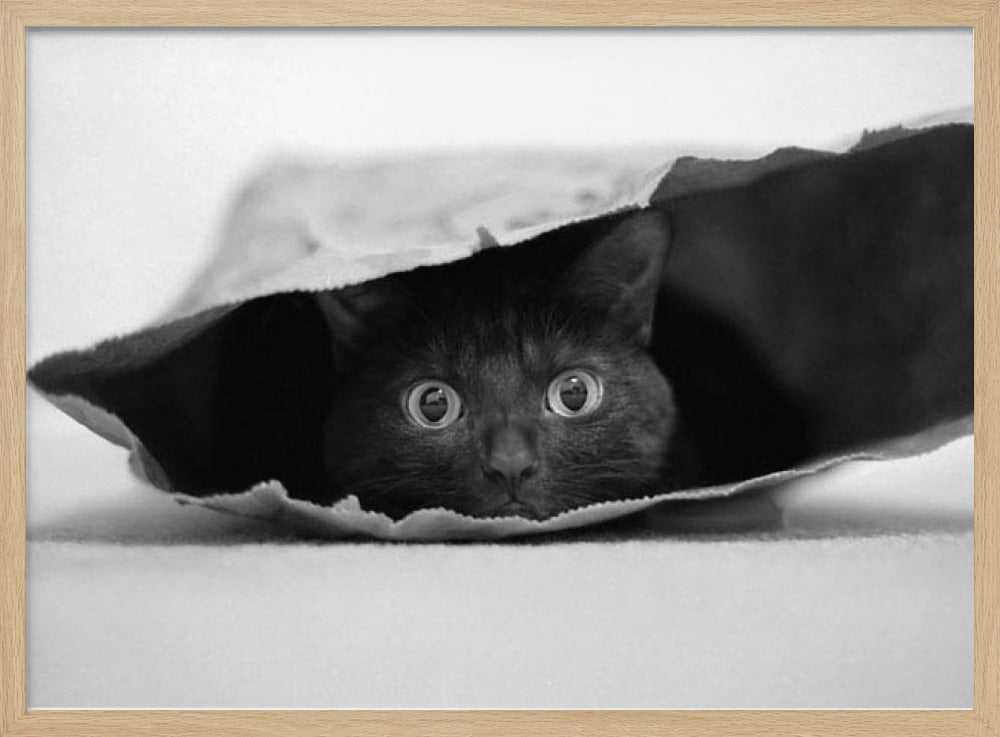 Cat in a bag Poster