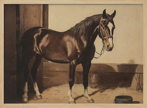 Dark Brown Horse Poster