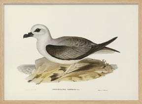 White Headed Petrel Poster