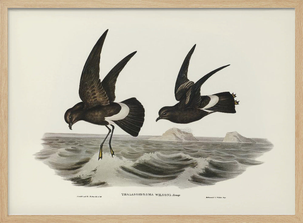 Wilson&#039;s Storm Petrel Poster