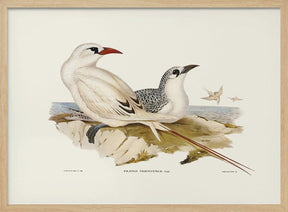 Red Tailed Tropic Bird Poster